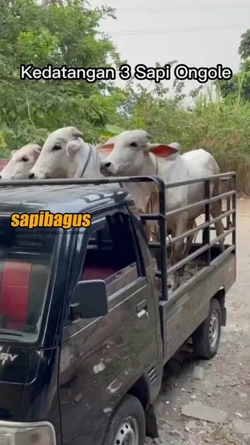Kedatangan-3-Sapi-Ongole